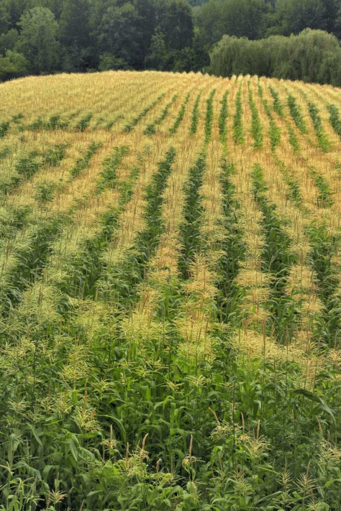 Wall Art Painting id:135467, Name: USA, Oregon Rows of corn on Sauvie Island, Artist: Terrill, Steve