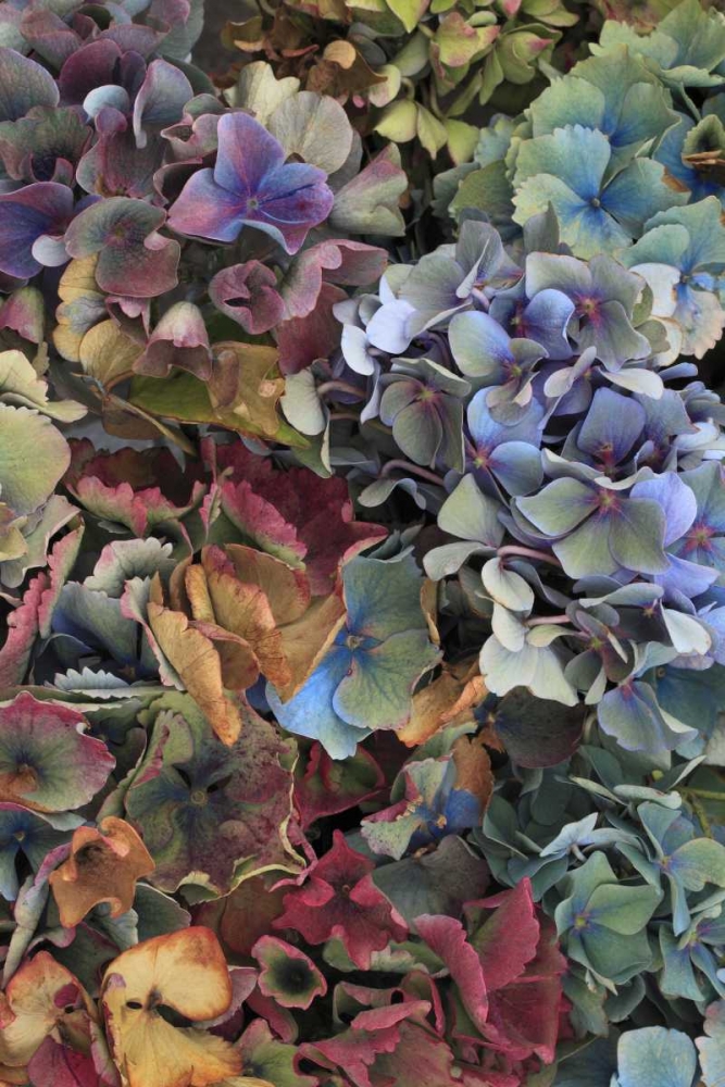 Wall Art Painting id:135499, Name: USA, Oregon, Portland Hydrangeas in garden, Artist: Terrill, Steve