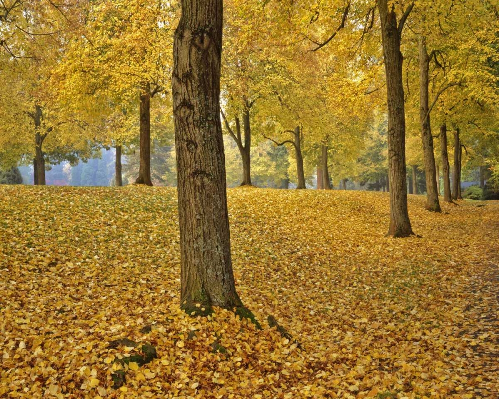 Wall Art Painting id:135574, Name: OR, Portland American linden trees in autumn, Artist: Terrill, Steve