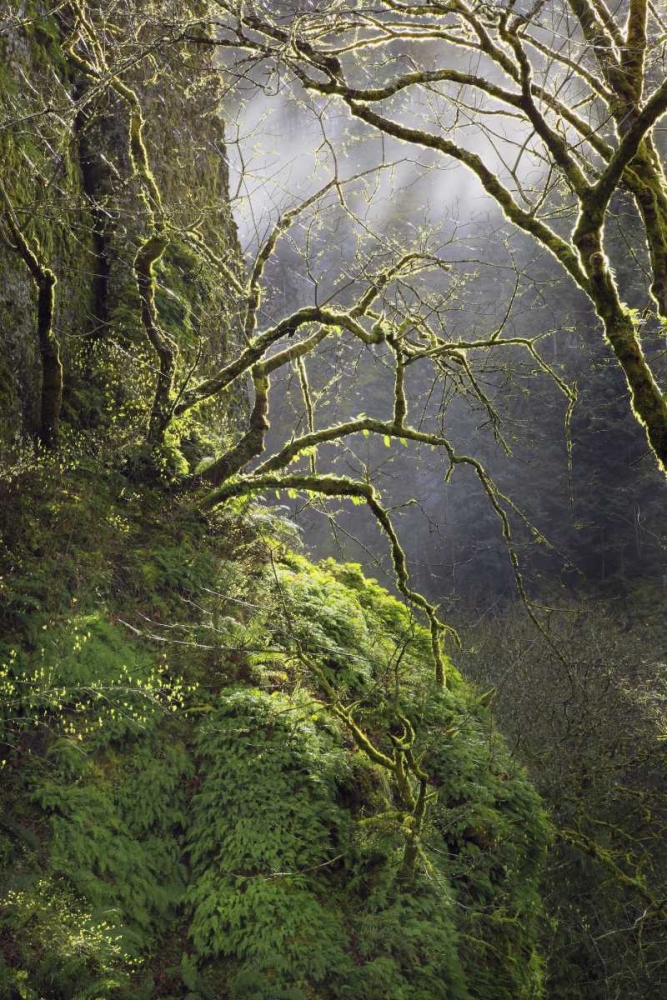Wall Art Painting id:135710, Name: OR, Columbia Gorge NSA Moss-covered maple trees, Artist: Terrill, Steve