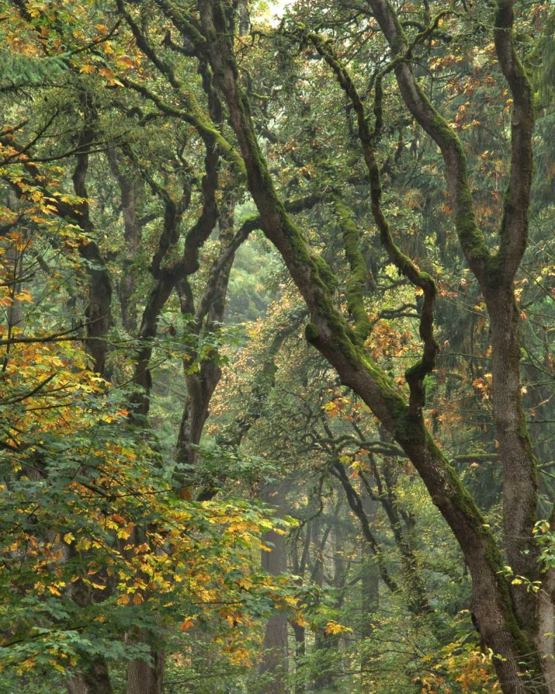 Wall Art Painting id:135440, Name: Oregon, Champoeg SP Autumn forest trees, Artist: Terrill, Steve