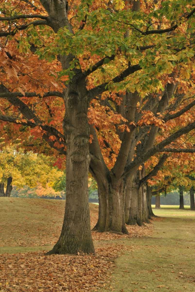 Wall Art Painting id:135683, Name: USA, Oregon, Portland Red oaks at Fernhill Park, Artist: Terrill, Steve