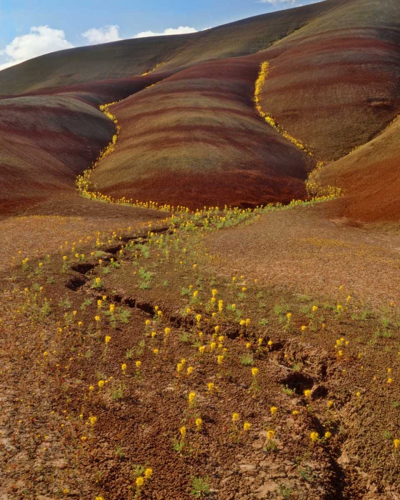 Wall Art Painting id:135412, Name: OR, Painted Hills, Yellow bee plants, Artist: Terrill, Steve