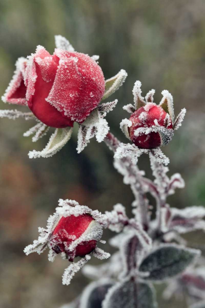 Wall Art Painting id:135410, Name: USA, Oregon Roses draped with frost, Artist: Terrill, Steve