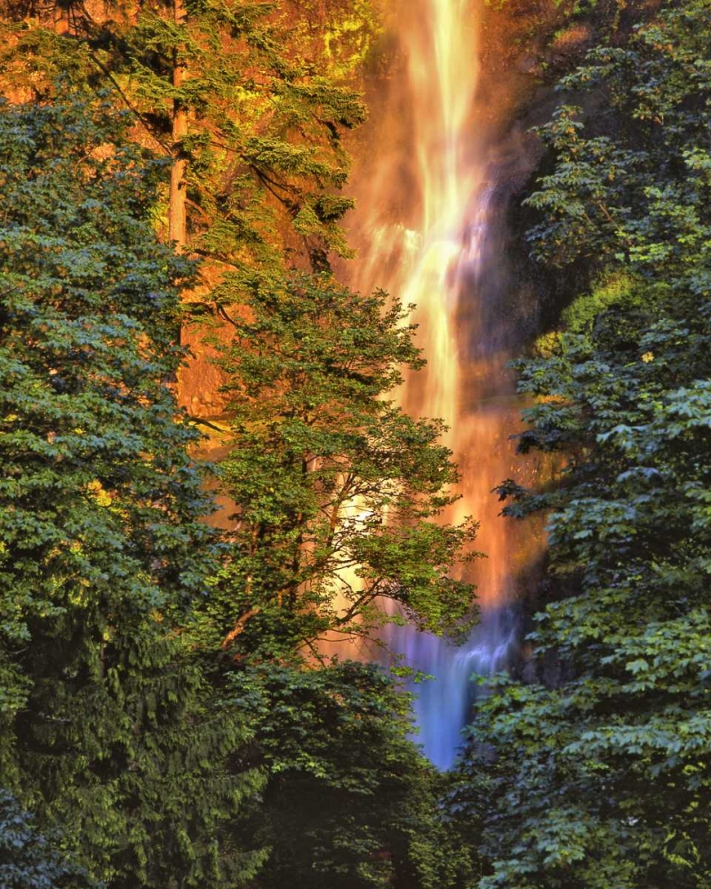 Wall Art Painting id:135587, Name: OR, Columbia Gorge Sunset on Multnomah Falls, Artist: Terrill, Steve