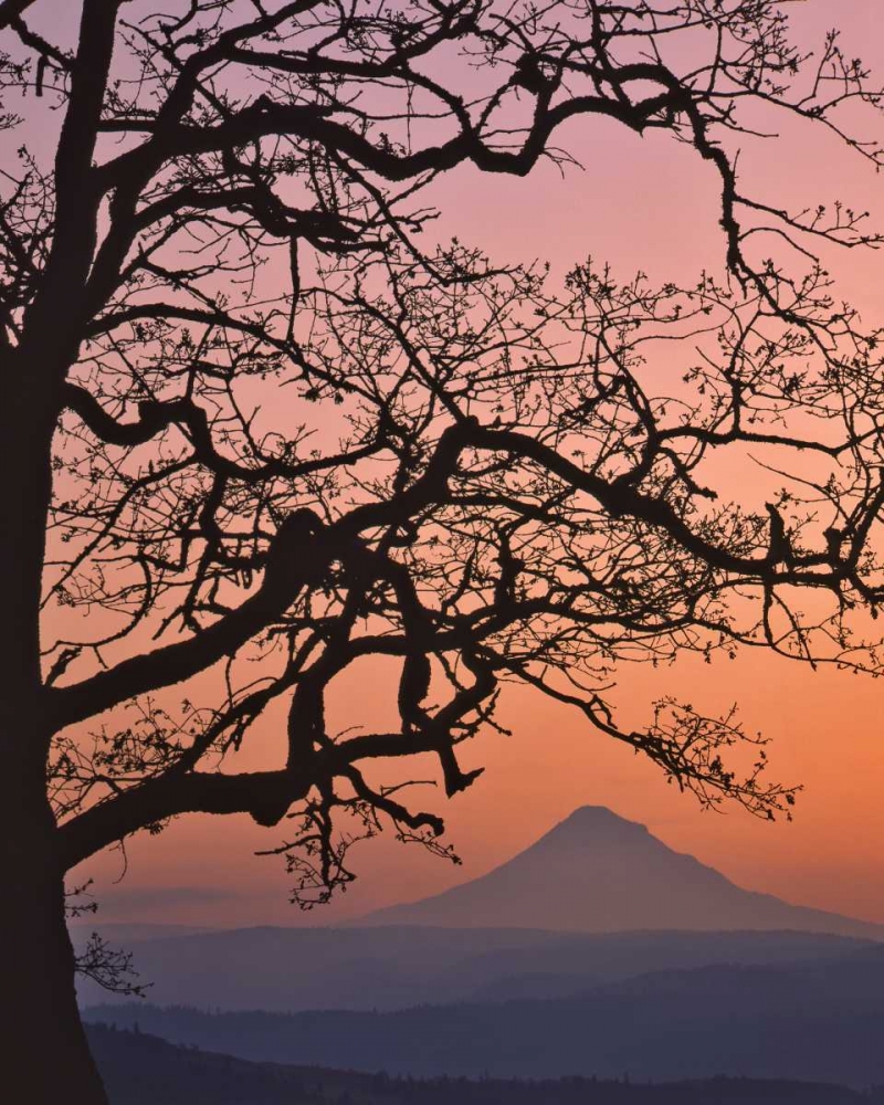 Wall Art Painting id:135619, Name: OR, Columbia Gorge Mt Hood framed by oak tree, Artist: Terrill, Steve