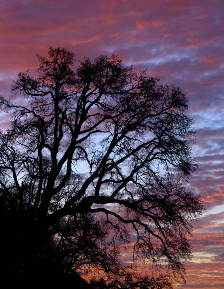 Wall Art Painting id:135661, Name: OR, Multnomah Co, Silhouette of oak at sunrise, Artist: Terrill, Steve