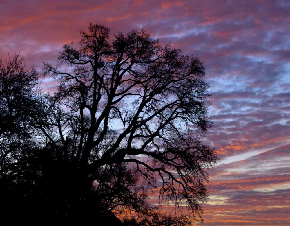 Wall Art Painting id:135422, Name: OR, Multnomah Co, Oak tree at sunrise, Artist: Terrill, Steve