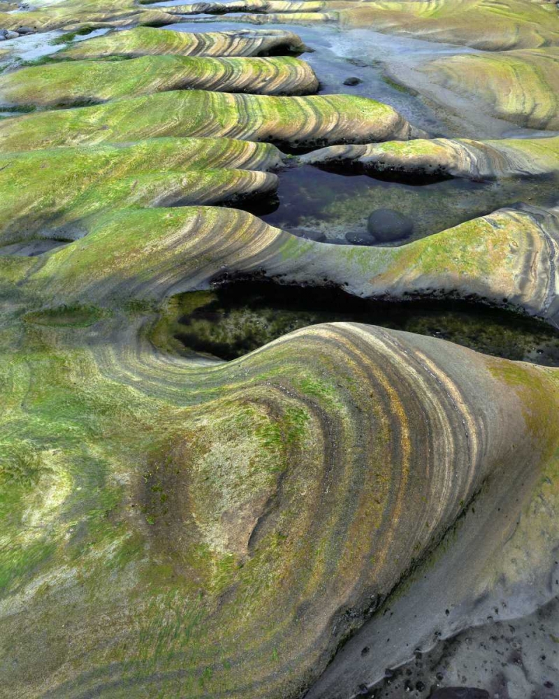 Wall Art Painting id:135514, Name: OR, Seal Rock Beach Algae-tinted sandstone, Artist: Terrill, Steve