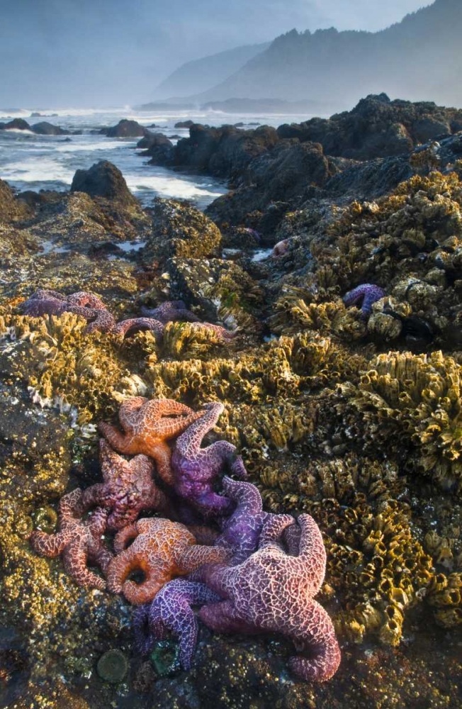 Wall Art Painting id:133788, Name: Oregon Starfish and sea stars at low tide, Artist: Rotenberg, Nancy