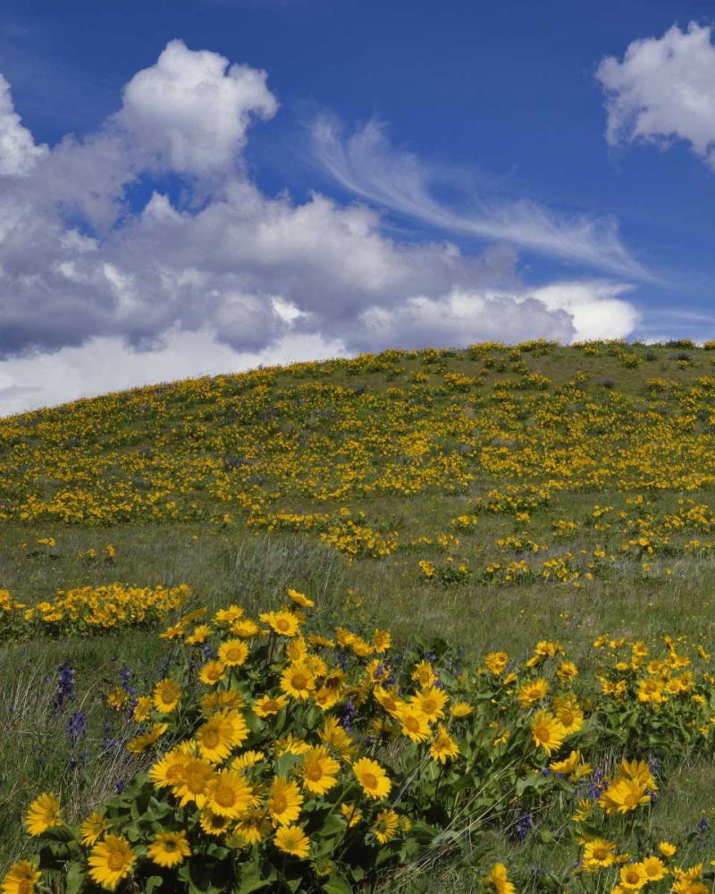 Wall Art Painting id:135462, Name: OR, Columbia Gorge Balsamroot and lupine, Artist: Terrill, Steve