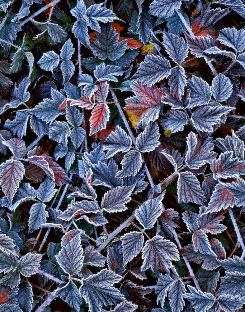 Wall Art Painting id:135468, Name: USA, Oregon Frost on wild blackberry bush, Artist: Terrill, Steve