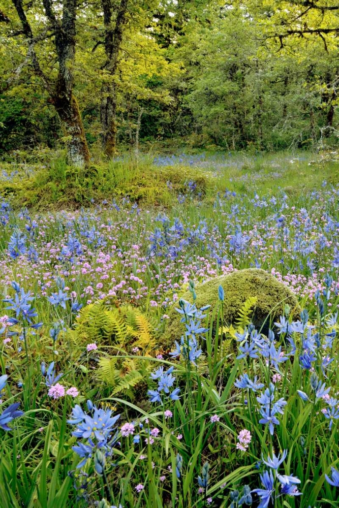 Wall Art Painting id:135441, Name: Oregon, Flowers in Camassia Natural Area, Artist: Terrill, Steve