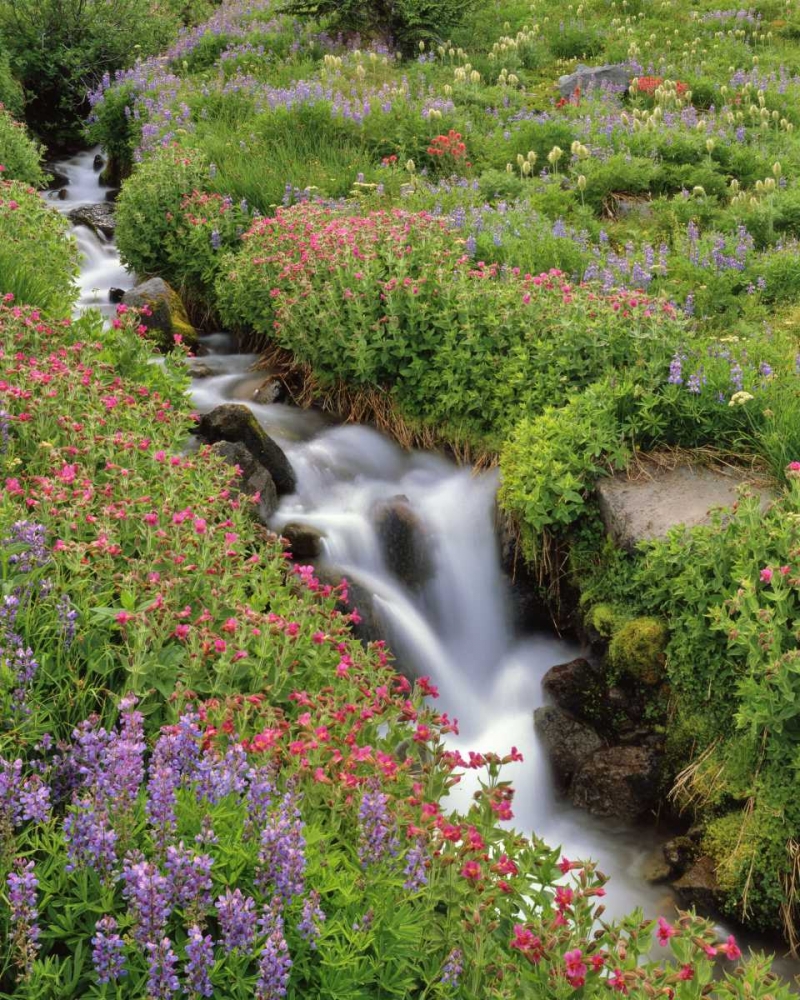 Wall Art Painting id:135491, Name: OR, Mt Hood, Flowers along Elk Cove Creek, Artist: Terrill, Steve