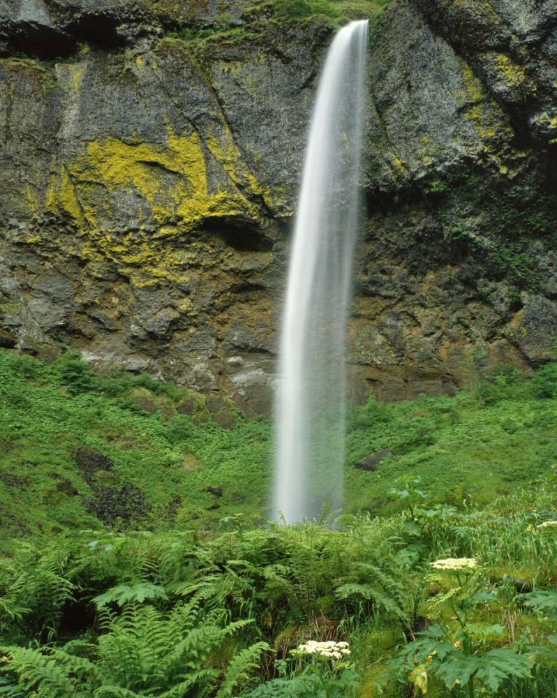 Wall Art Painting id:135753, Name: OR, Columbia River Gorge NSA Elowah Falls scenic, Artist: Terrill, Steve