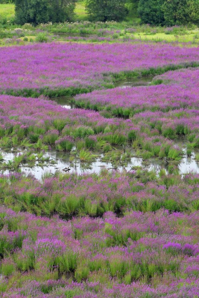 Wall Art Painting id:135532, Name: OR, Oaks Bottom Purple loosestrife in marsh, Artist: Terrill, Steve