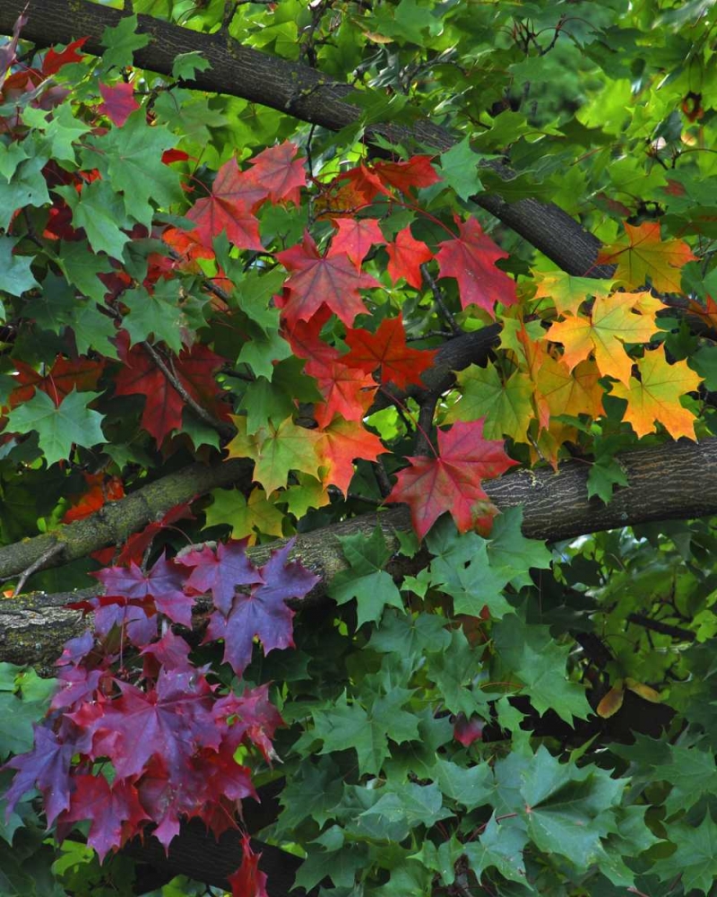 Wall Art Painting id:135598, Name: USA, Oregon, Portland Sugar maple tree scenic, Artist: Terrill, Steve