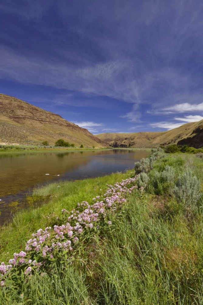 Wall Art Painting id:135599, Name: USA, Oregon Milkweed along the John Day River, Artist: Terrill, Steve