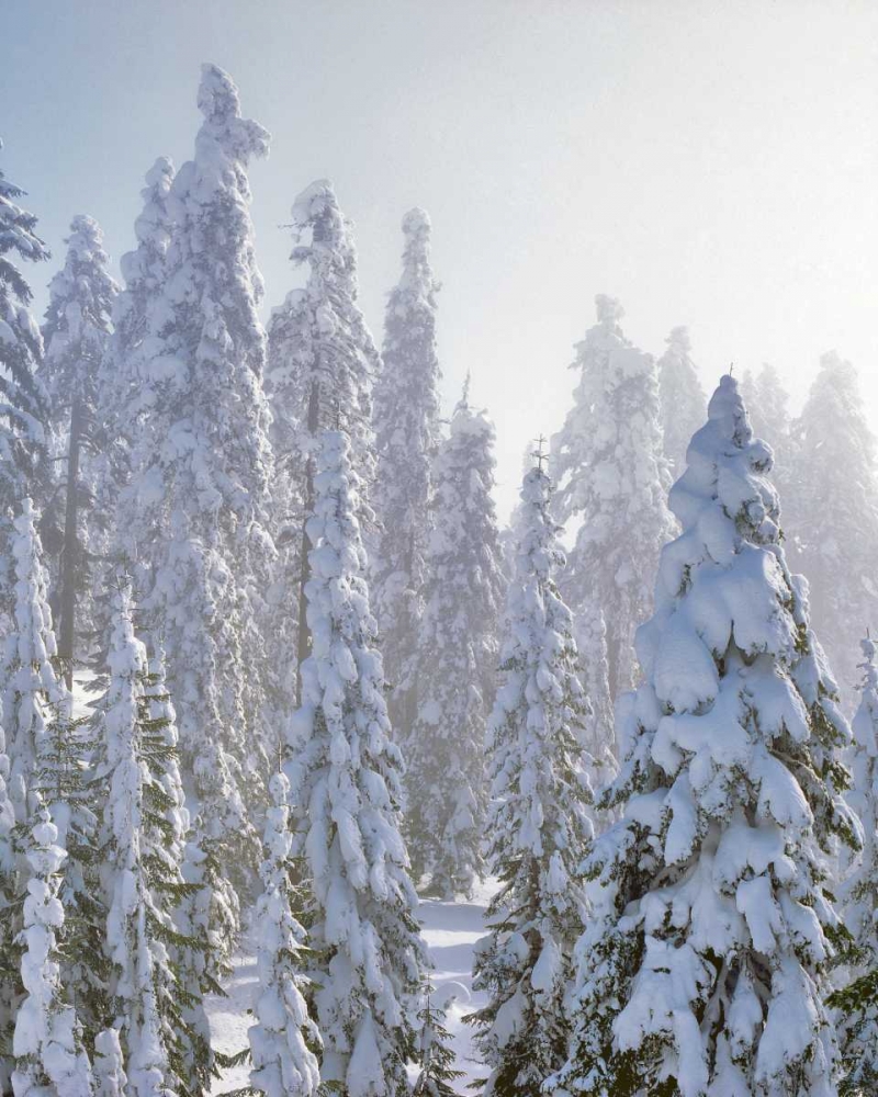 Wall Art Painting id:135737, Name: USA, Oregon, Mt Ashland Fresh snow on evergreens, Artist: Terrill, Steve