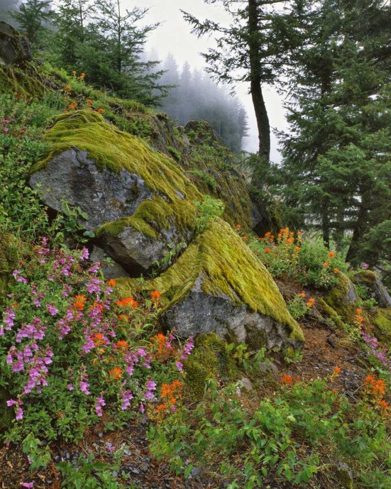 Wall Art Painting id:135421, Name: Oregon, Mt Hood NF Trees and flowers, Artist: Terrill, Steve