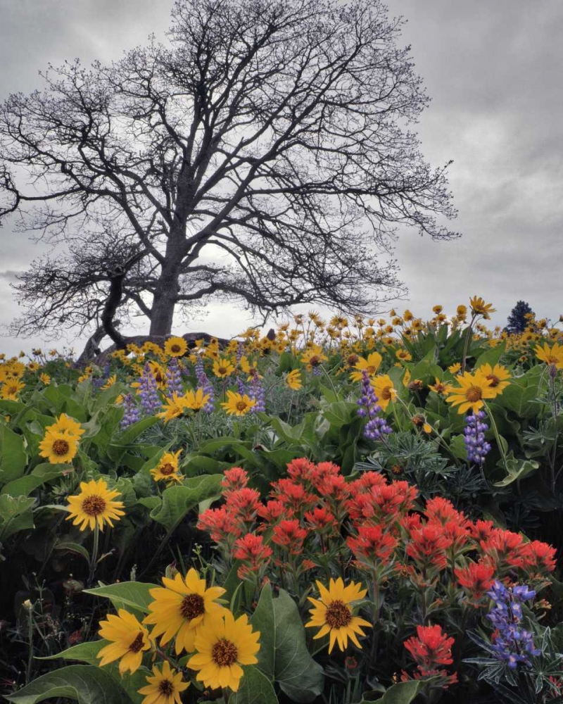 Wall Art Painting id:135527, Name: OR, Columbia Gorge NSA Oak tree and flowers, Artist: Terrill, Steve