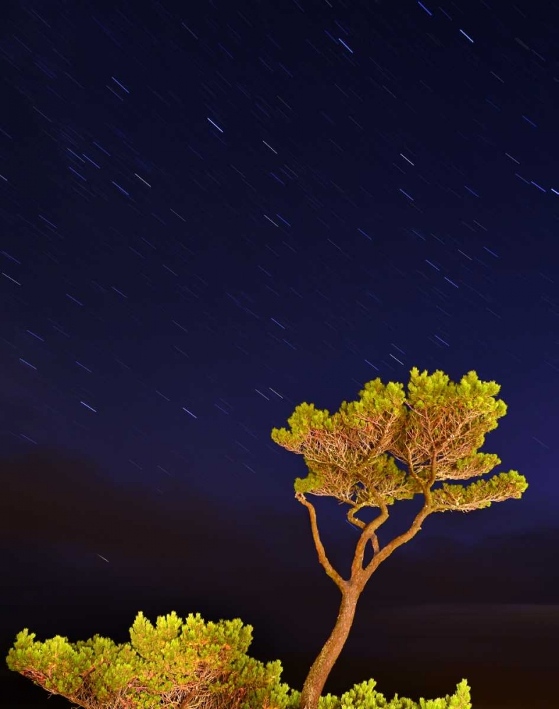 Wall Art Painting id:135690, Name: Oregon, Oceanside Pine tree against star trails, Artist: Terrill, Steve