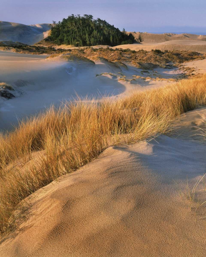 Wall Art Painting id:135471, Name: Oregon, Dunes NRA Landscape of sand dunes, Artist: Terrill, Steve