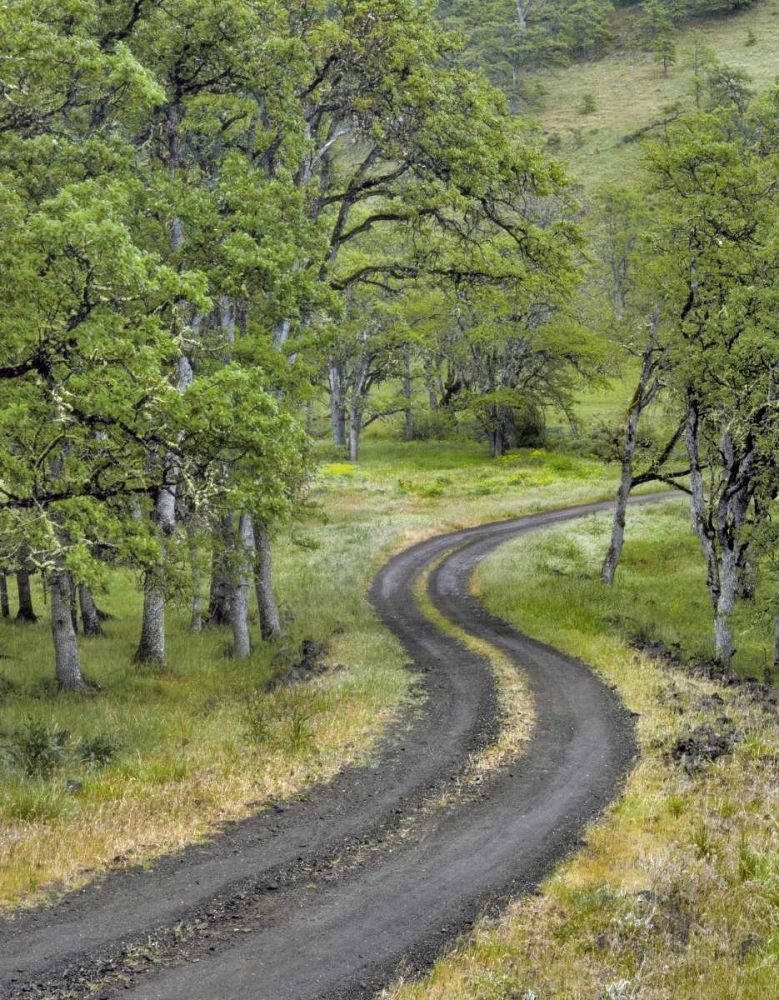 Wall Art Painting id:135754, Name: OR, Columbia Gorge NSA Road lined with oak trees, Artist: Terrill, Steve