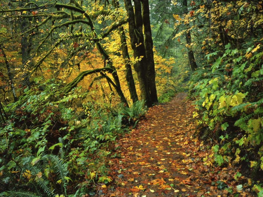 Wall Art Painting id:135472, Name: Oregon, Silver Falls SP Scenic park trail, Artist: Terrill, Steve