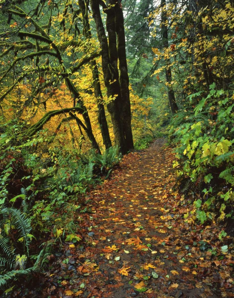 Wall Art Painting id:135473, Name: Oregon, Silver Falls SP Scenic park trail, Artist: Terrill, Steve