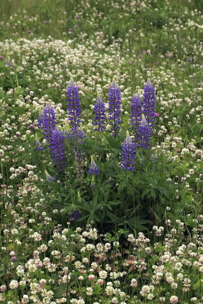 Wall Art Painting id:135428, Name: USA, Oregon Lupine and clover in field, Artist: Terrill, Steve