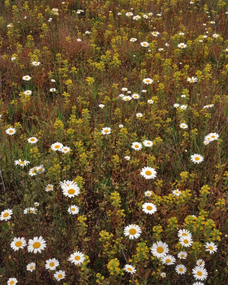 Wall Art Painting id:135639, Name: USA, Oregon Parentucellia and daisies in field, Artist: Terrill, Steve