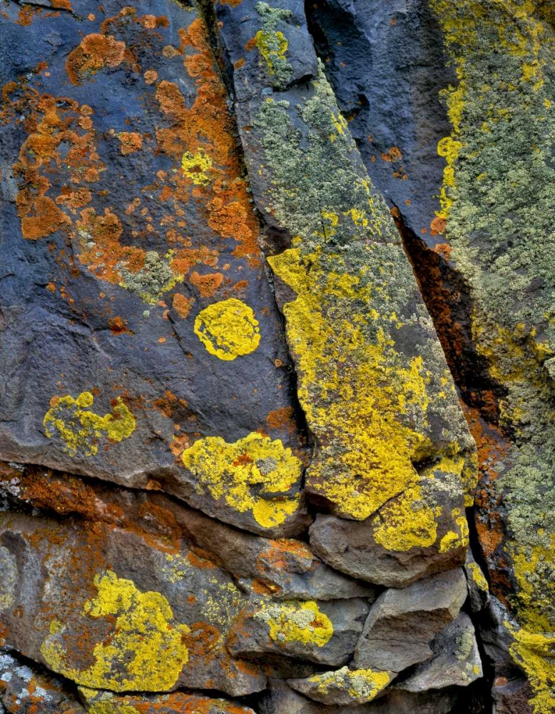 Wall Art Painting id:135746, Name: Oregon, Deschutes NF Lichen, covered basalt rock, Artist: Terrill, Steve