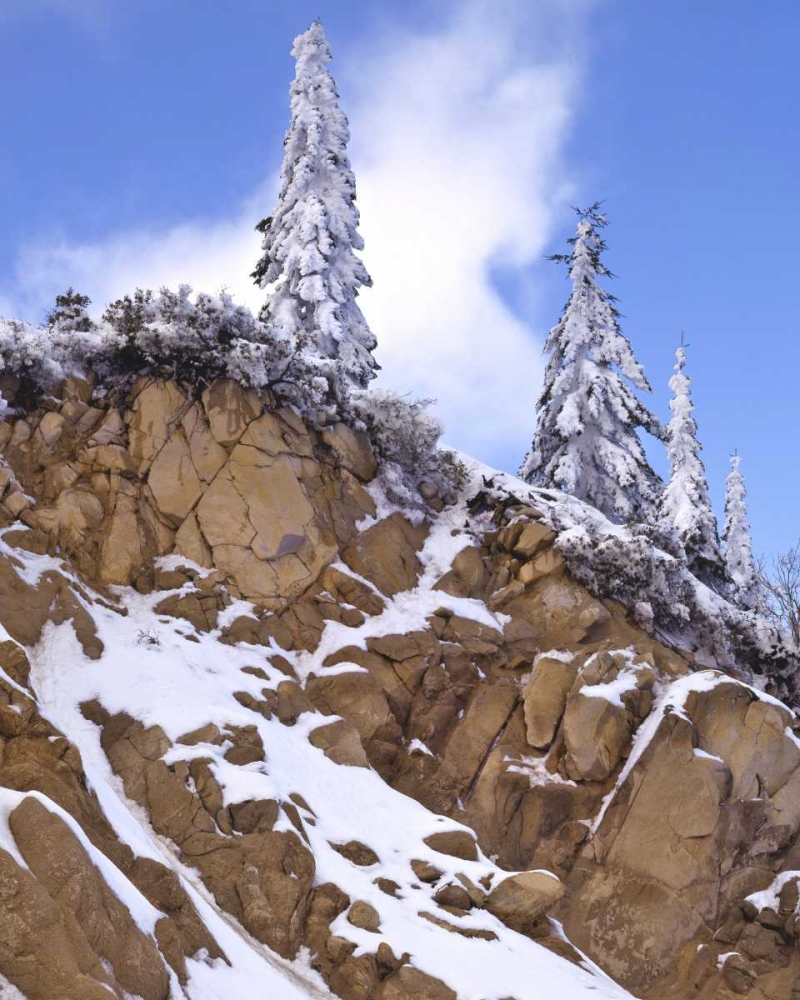 Wall Art Painting id:135706, Name: Oregon, Mt Ashland Evergreens covered with snow, Artist: Terrill, Steve