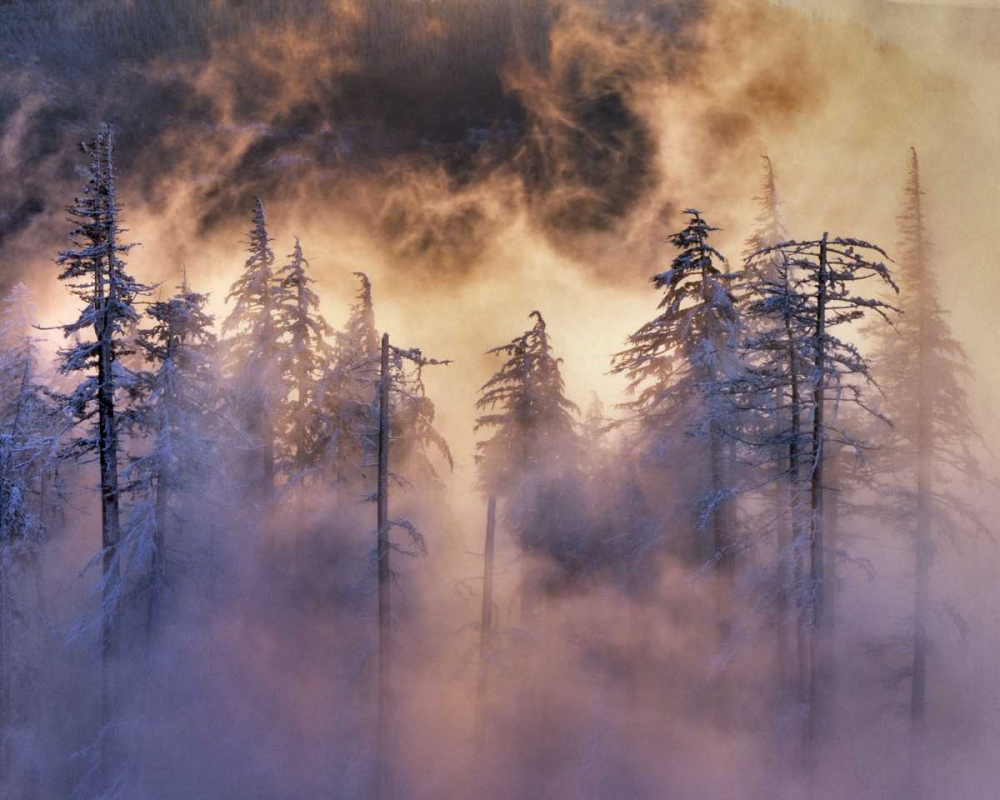 Wall Art Painting id:135415, Name: Oregon, Mt Hood NF Evergreens in fog, Artist: Terrill, Steve