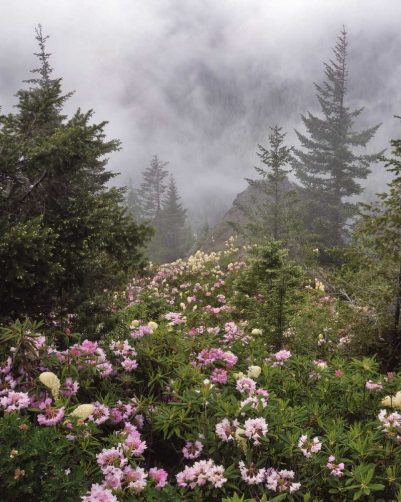 Wall Art Painting id:135653, Name: Oregon, Mt Hood NF Rhododendrons and beargrass, Artist: Terrill, Steve