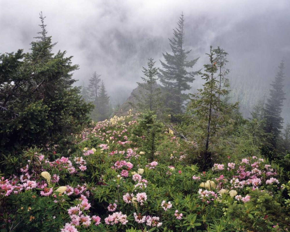 Wall Art Painting id:135654, Name: Oregon, Mt Hood NF Rhododendrons and beargrass, Artist: Terrill, Steve