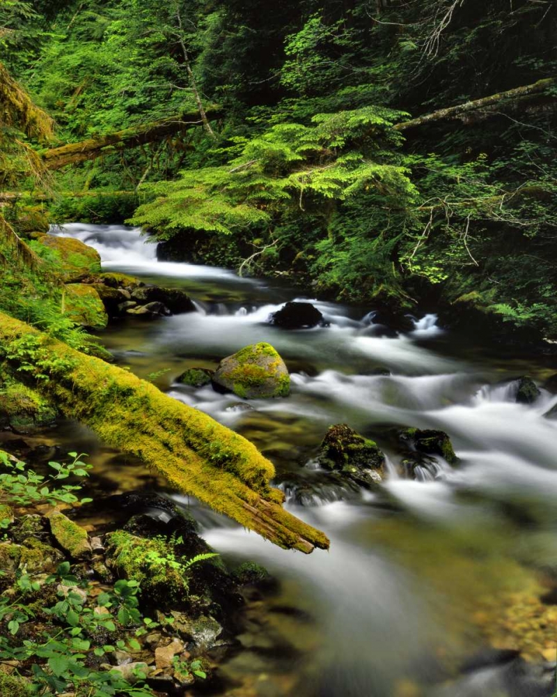 Wall Art Painting id:135420, Name: Oregon, Mt Hood NF Still Creek scenic, Artist: Terrill, Steve