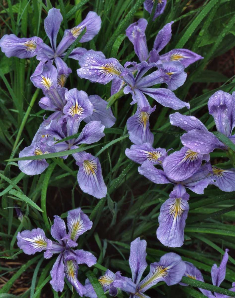 Wall Art Painting id:135474, Name: Oregon, Mt Hood National Forest Wild iris, Artist: Terrill, Steve