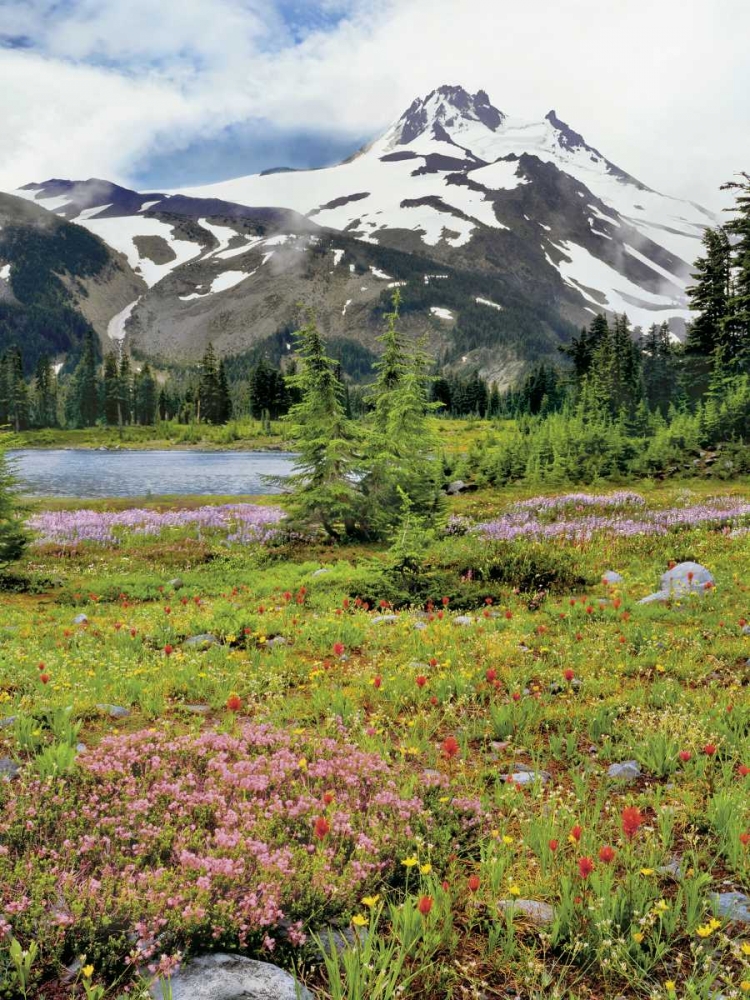 Wall Art Painting id:135447, Name: OR Mount Jefferson and field of flowers, Artist: Terrill, Steve