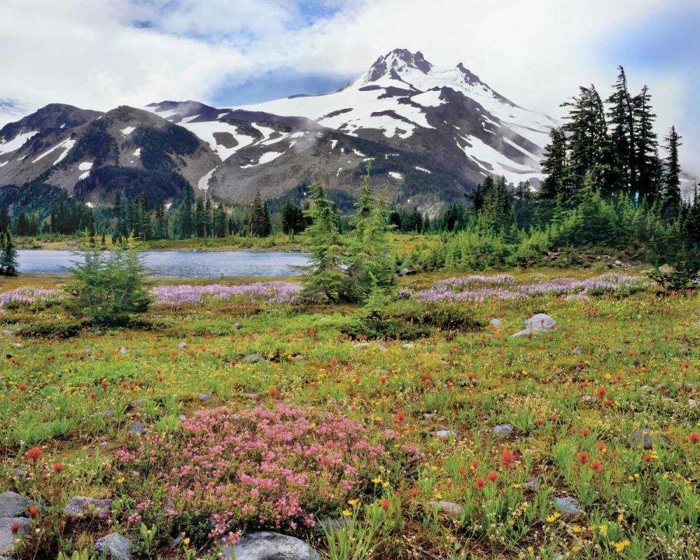 Wall Art Painting id:135418, Name: OR Mt Jefferson and field of flowers, Artist: Terrill, Steve