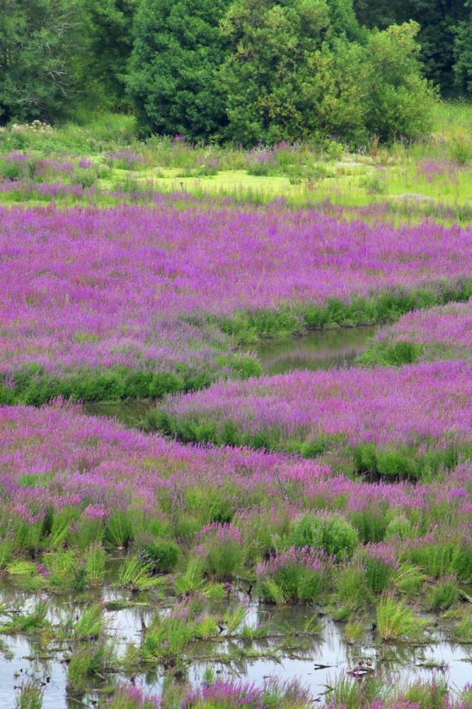 Wall Art Painting id:135533, Name: OR, Oaks Bottom Purple loosestrife in marsh, Artist: Terrill, Steve