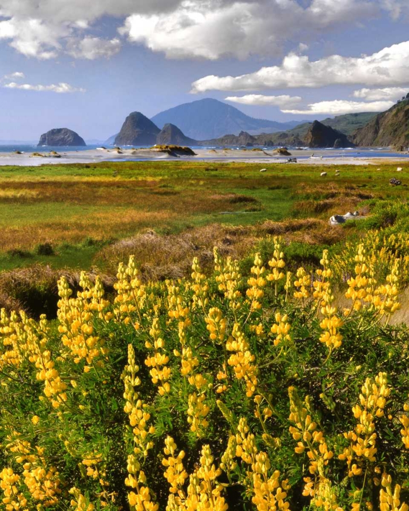 Wall Art Painting id:135443, Name: OR, Ophir Yellow lupine and ocean beach, Artist: Terrill, Steve