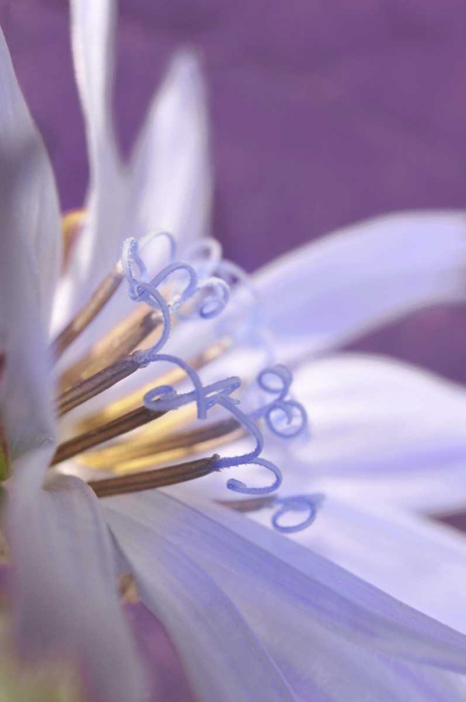 Wall Art Painting id:135693, Name: Oregon, Portland Close-up of chicory wildflower, Artist: Terrill, Steve