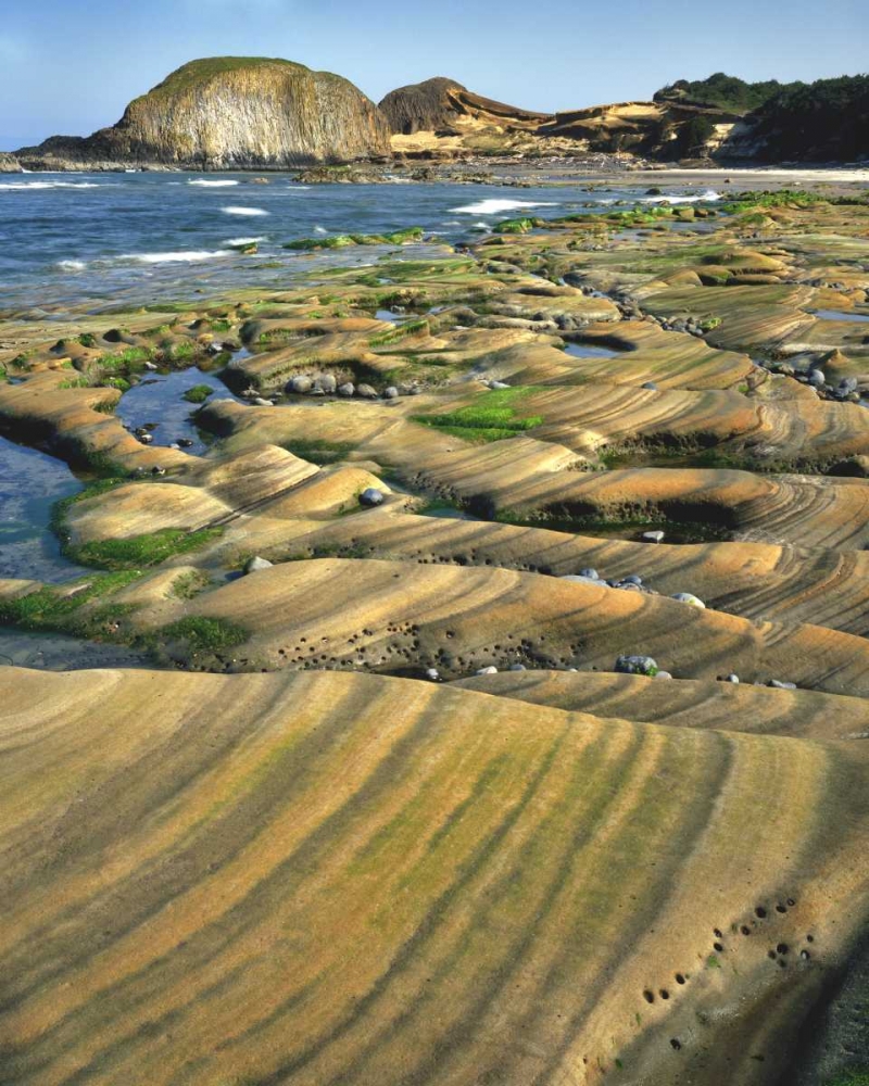 Wall Art Painting id:135530, Name: OR, Seal Rock SP Patterns on sandstone rock, Artist: Terrill, Steve