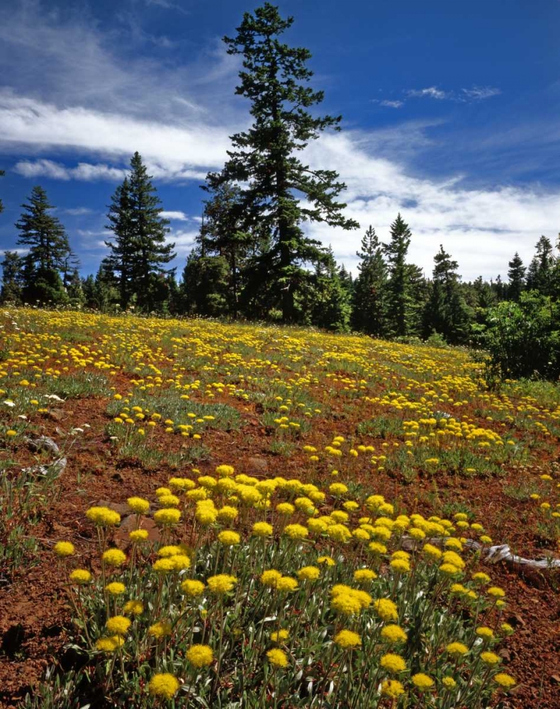 Wall Art Painting id:135444, Name: OR, Wallowa-Whitman NF Yellow eriogonum, Artist: Terrill, Steve