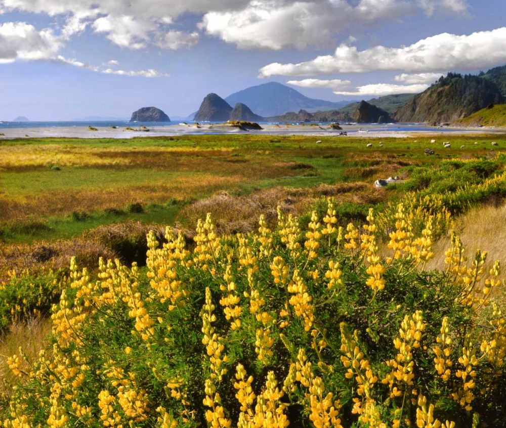 Wall Art Painting id:135525, Name: Oregon Landscape of yellow lupine and beach, Artist: Terrill, Steve