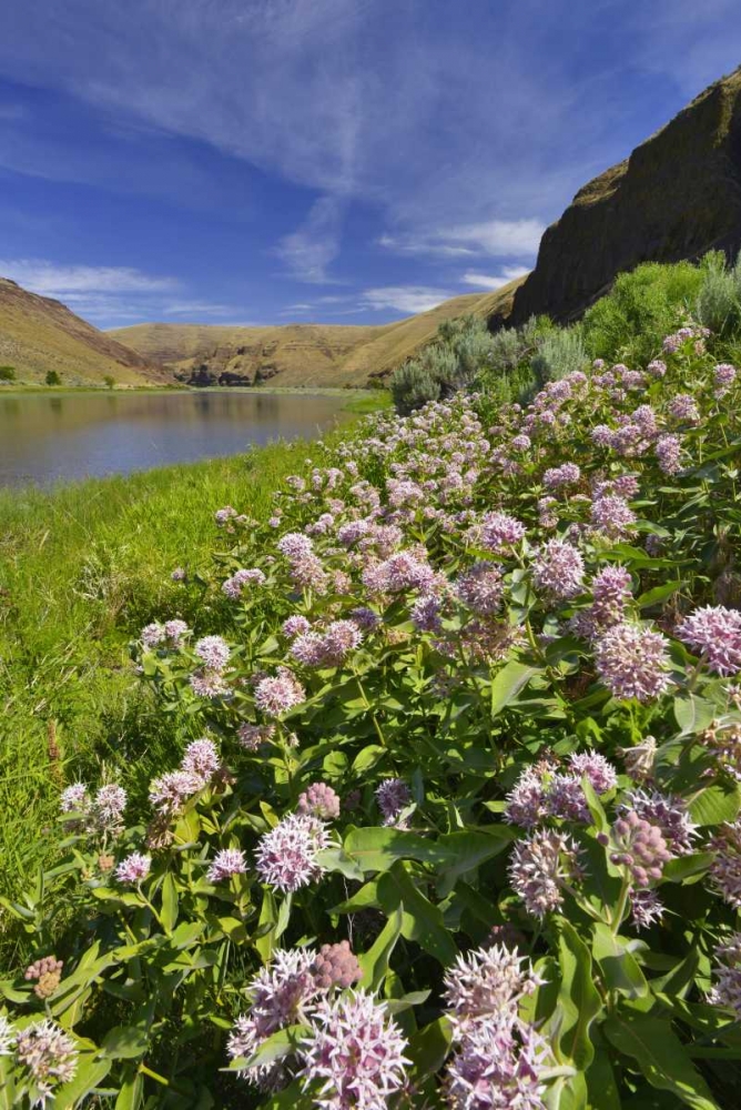 Wall Art Painting id:135600, Name: USA, Oregon Milkweed along the John Day River, Artist: Terrill, Steve