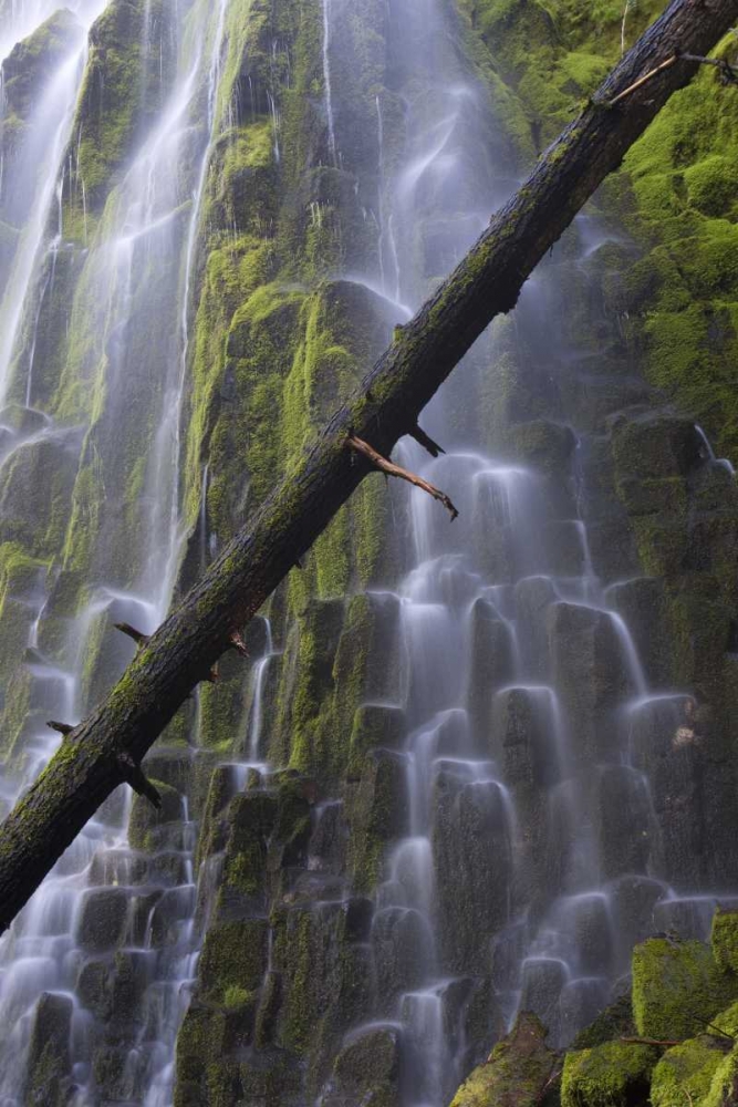 Wall Art Painting id:127277, Name: Oregon, Proxy Falls Waterfalls over basalt, Artist: Delisle, Gilles