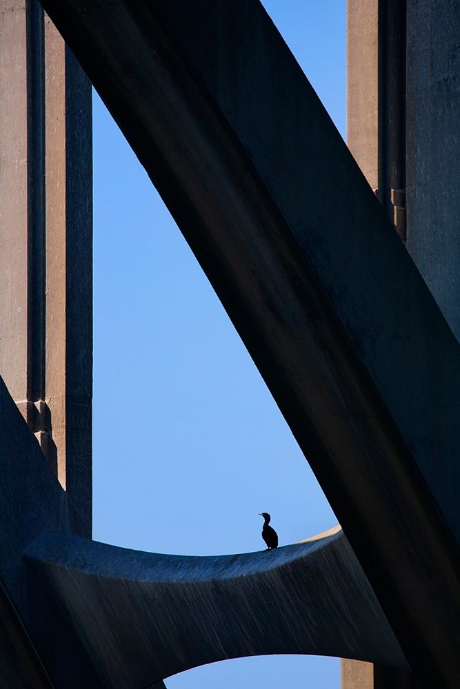 Wall Art Painting id:405947, Name: Oregon-Newport Cormorant resting on support beam of Yaquina Bay Bridge, Artist: Jaynes Gallery